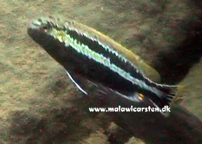 Melanochromis auratus Chitseko Reef